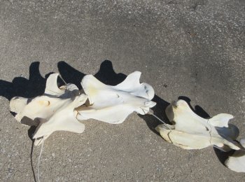 Seven pieces Giraffe Neck Vertebrae Set (Signature Required)