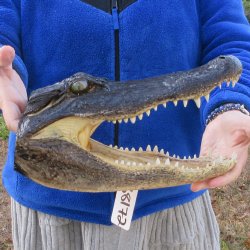 12" Alligator Head 