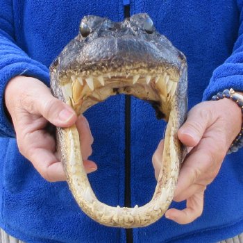 12" Alligator Head 