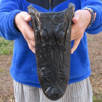 12" Alligator Head 