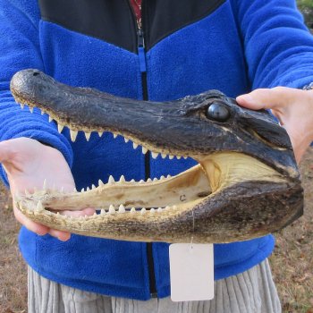 12" Alligator Head 