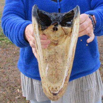 12" Alligator Head 
