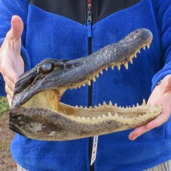 11" Alligator Head 