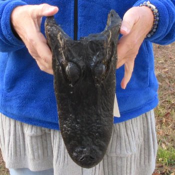 11" Alligator Head 