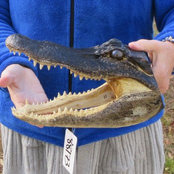 11" Alligator Head 