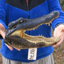 12" Alligator Head 
