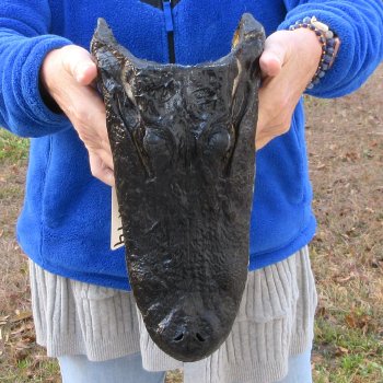 12" Alligator Head 
