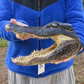 12" Alligator Head 