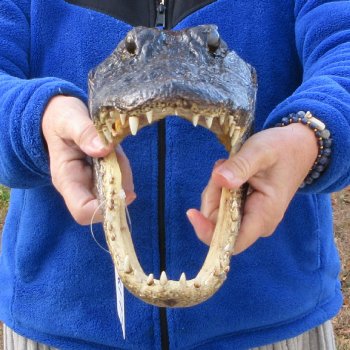 12" Alligator Head 