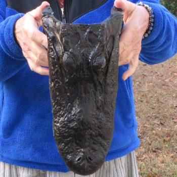 12" Alligator Head 