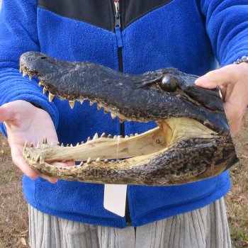 12" Alligator Head 