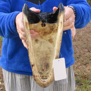 12" Alligator Head 