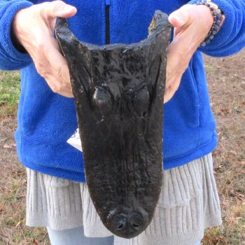 12" Alligator Head 