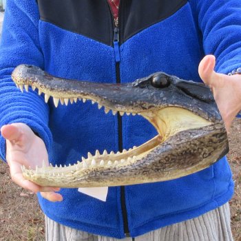 12" Alligator Head 