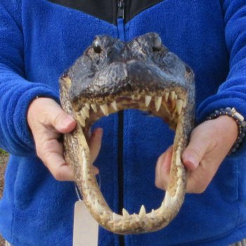 14" Alligator Head 