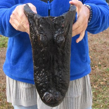 14" Alligator Head 