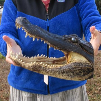 14" Alligator Head 