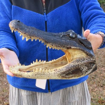 14" Alligator Head 