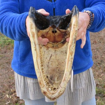 14" Alligator Head 