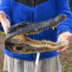 14" Alligator Head 