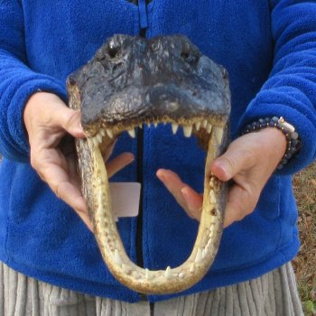 14" Alligator Head 