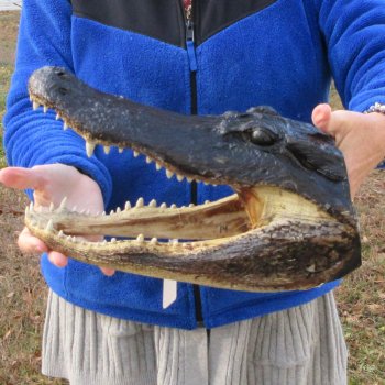14" Alligator Head 