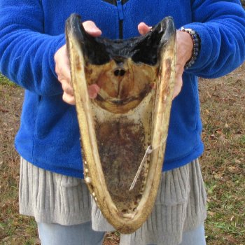 14" Alligator Head 