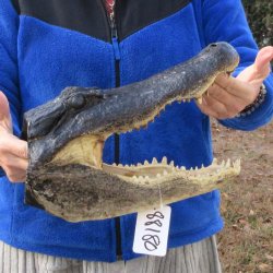 14" Alligator Head 