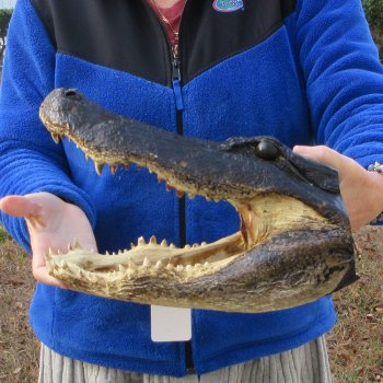 14" Alligator Head 