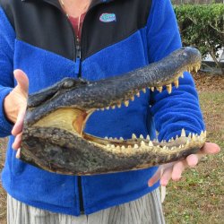16" Alligator Head 