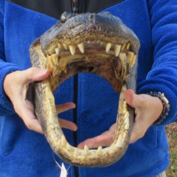 16" Alligator Head 