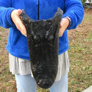 16" Alligator Head 