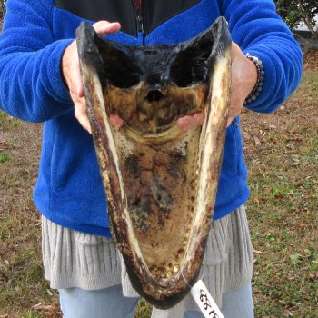 16" Alligator Head 