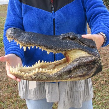17" Alligator Head 