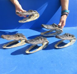 Five piece  Alligator Heads 7" to  8"