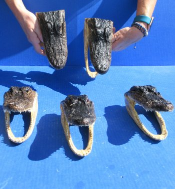 Five piece  Alligator Heads 7" to  8"