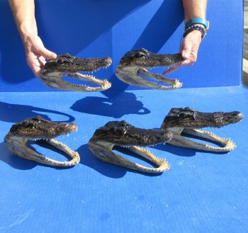 Five piece  Alligator Heads 7" to  8"
