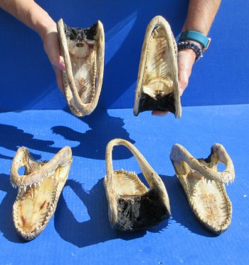 Five piece  Alligator Heads 7" to  8"
