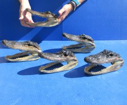 Five piece Alligato...