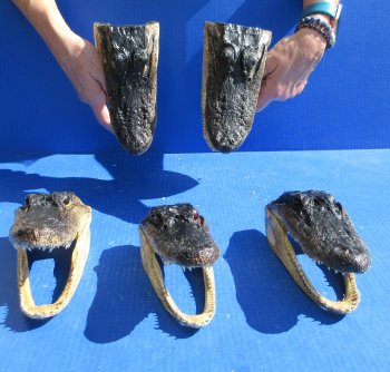 Five piece  Alligator Heads 7" to  8"