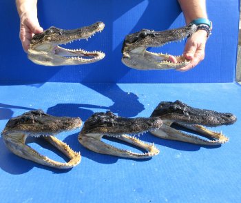 Five piece  Alligator Heads 7" to  8"