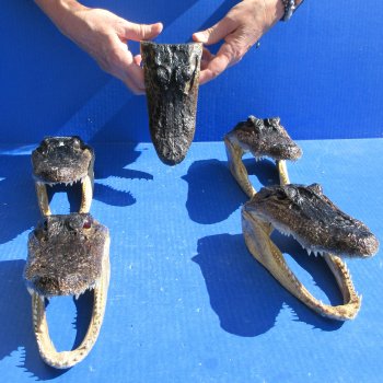 Five piece  Alligator Heads 7" to  8"