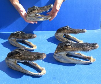 Five piece  Alligator Heads 7" to  8"
