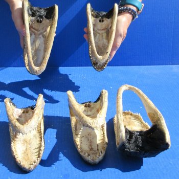 Five piece  Alligator Heads 7" to  8"