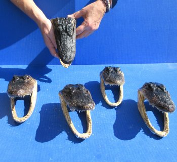 Five piece  Alligator Heads 7" to  8"
