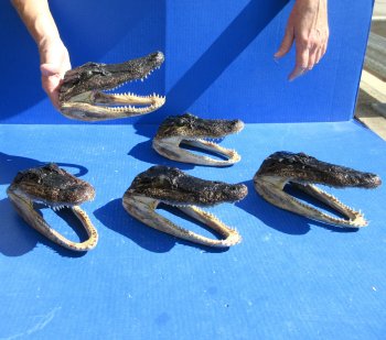 Five piece  Alligator Heads 7" to  8"