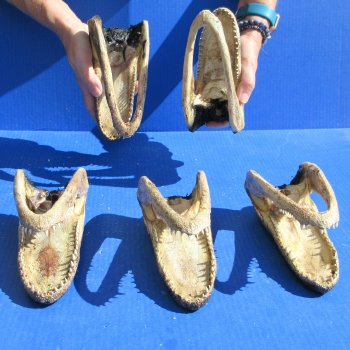 Five piece  Alligator Heads 7" to  8"