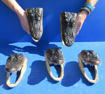 Five piece  Alligator Heads 7" to  8"