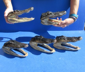 Five piece  Alligator Heads 7" to  8"