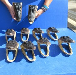 Ten piece Alligator...